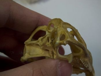 Media type: image;   Herpetology R-4702